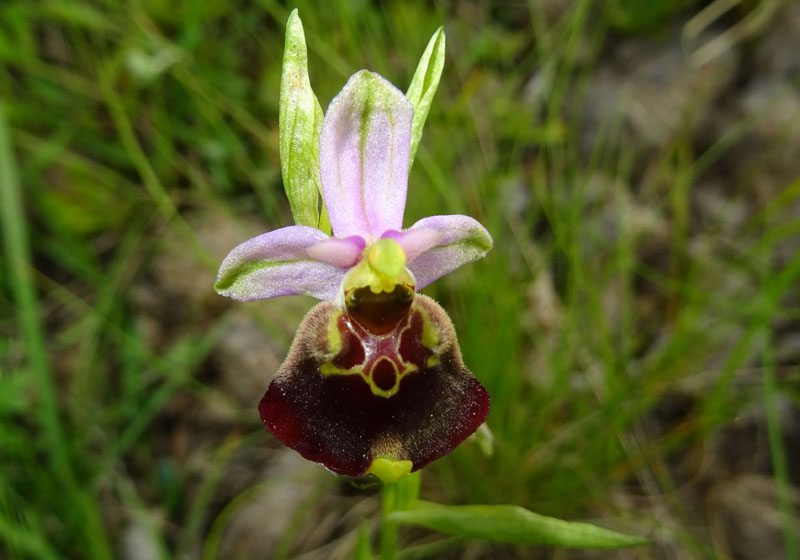 Ophrys holosericea, tetraloniae o untchjii ? ......holosericea.